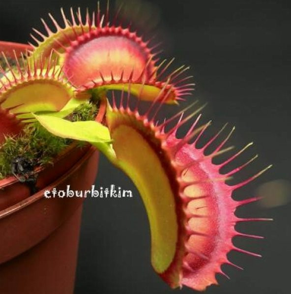 DAY 100 Adet Venüs Fly Trap Sinek Kapan Bitkisi Tohumu + 10 ADET Hediye Yıldız Çiçek Tohumu