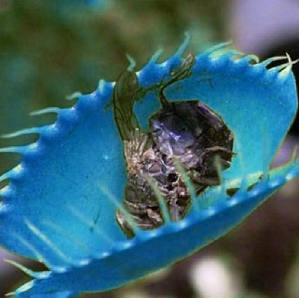 DAY 50 Adet Venüs Fly Trap Sinek Kapan Bitkisi Tohumu + 10 ADET Cennet Kuşu Çiçek Tohumu