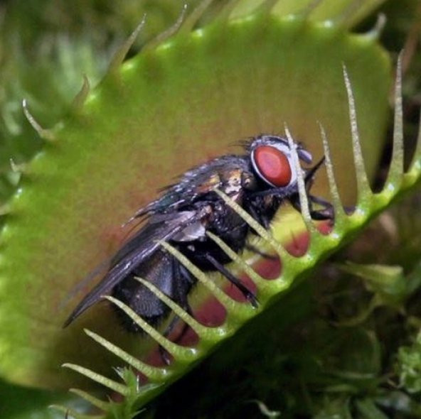DAY 100 Adet Venüs Fly Trap Sinek Kapan Bitkisi Tohumu +  10 ADET Çuha Çiçek Tohumu