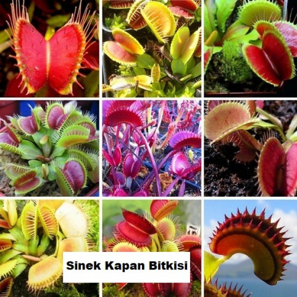 DAY 50 Adet Karışık Sinek Kapan Bitki Tohumu + 10 ADET Hediye Antoryum Çiçek Tohumu ürün görseli 1