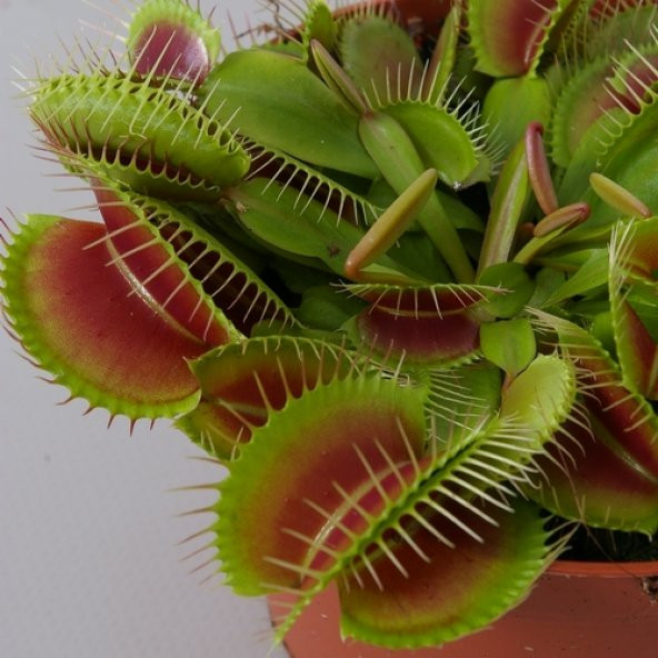 DAY 10 Adet Venüs Fly Trap Sinek Kapan Bitkisi Tohumu +  10 ADET Antoryum Çiçek Tohumu