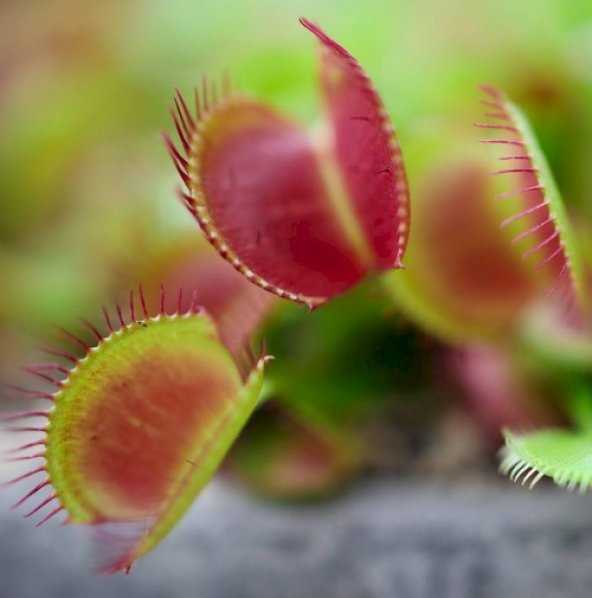 DAY 25 Adet Venüs Fly Trap Sinek Kapan Bitkisi Tohumu +  10 ADET Flamingo Çiçek Tohumu