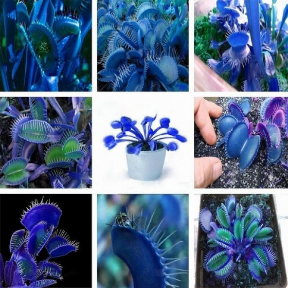 DAY 100 Adet Venüs Fly Trap Sinek Kapan Bitkisi Tohumu +  10 ADET Lily Çiçek Tohumu