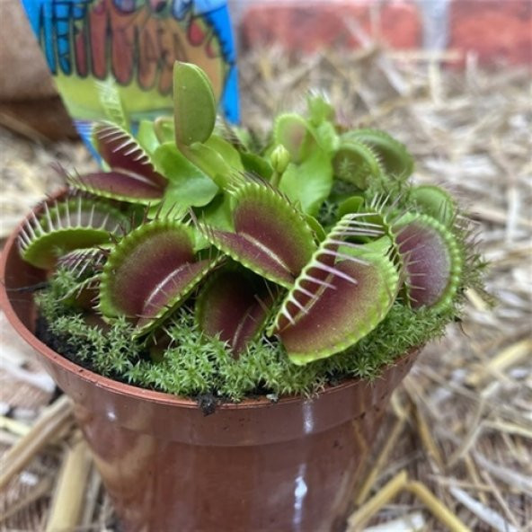 DAY 25 Adet Karışık Venüs Fly Trap Sinek Kapan Bitkisi Tohumu + 10 ADET Hediye H. Gülü Tohumu ürün görseli 1