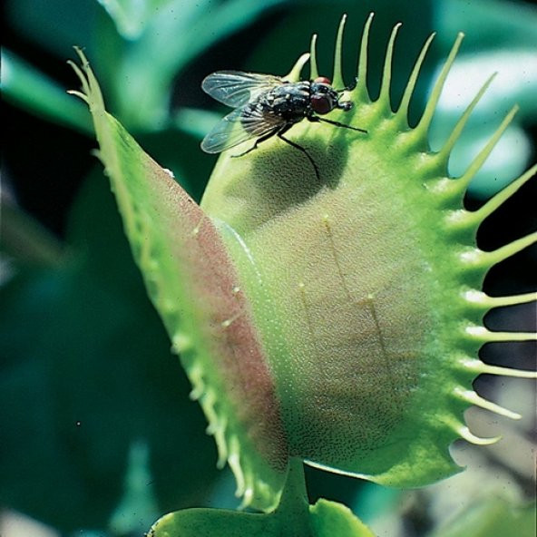 DAY 10 Adet Venüs Fly Trap Sinek Kapan Bitkisi Tohumu + 10 ADET Hediye DAHLİA Çiçek Tohumu