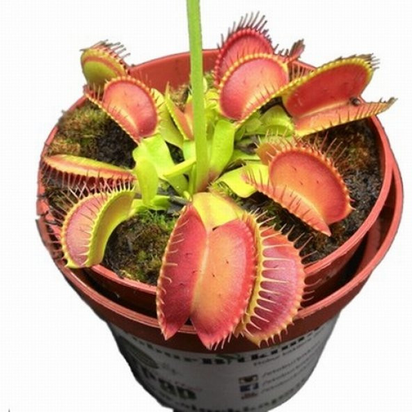 DAY 100 Adet Venüs Fly Trap Sinek Kapan Bitkisi Tohumu +  10 ADET Starliçe Çiçek Tohumu ürün görseli