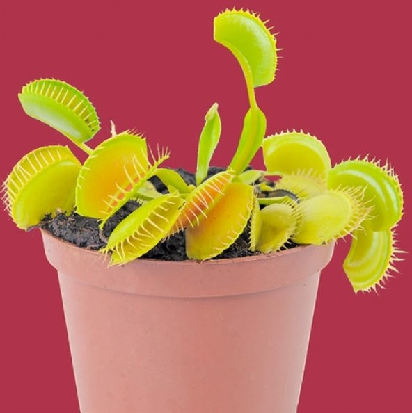 DAY 50 Adet Venüs Fly Trap Sinek Kapan Bitkisi Tohumu +  10 ADET Flamingo Çiçek Tohumu