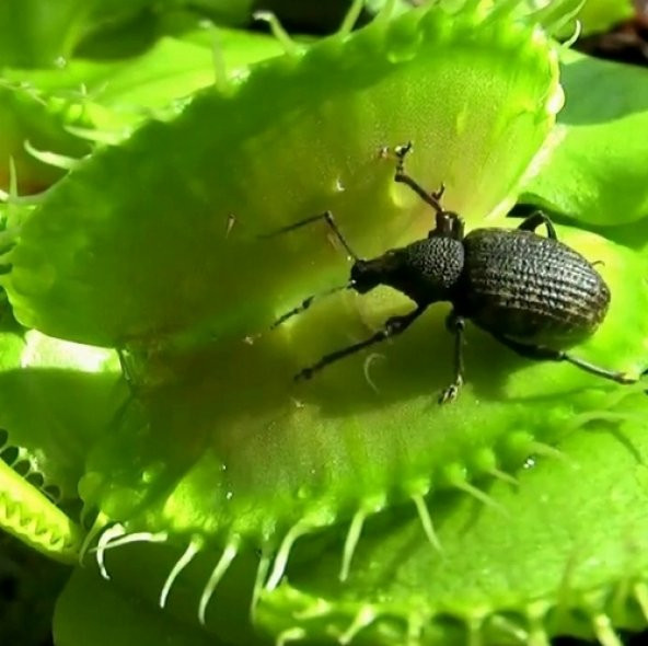 DAY 100 Adet Venüs Fly Trap Sinek Kapan Bitkisi Tohumu +  10 ADET Flamingo Çiçek Tohumu
