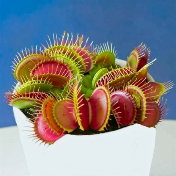 DAY 50 Adet Venüs Fly Trap Sinek Kapan Bitkisi Tohumu +  10 ADET Zambak Çiçek Tohumu