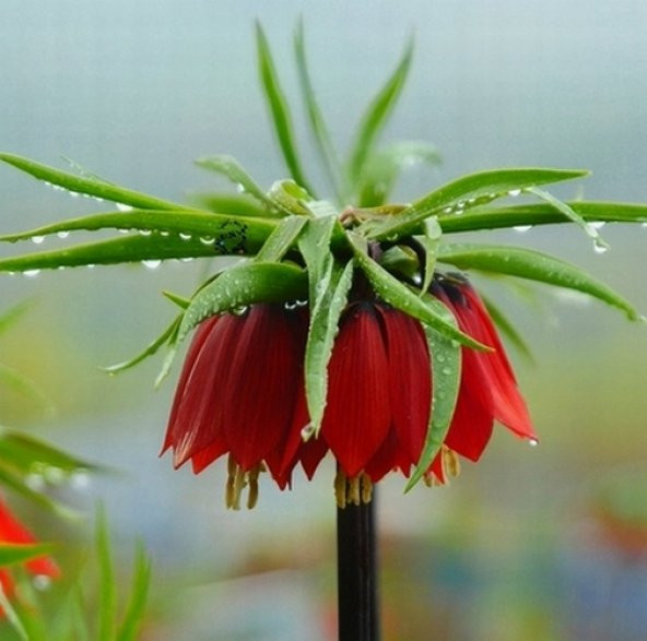 DAY 50 Adet Kırmızı Ters Lale Çiçeği Tohumu + 10 Adet Hediye Gül Çiçek Tohumu