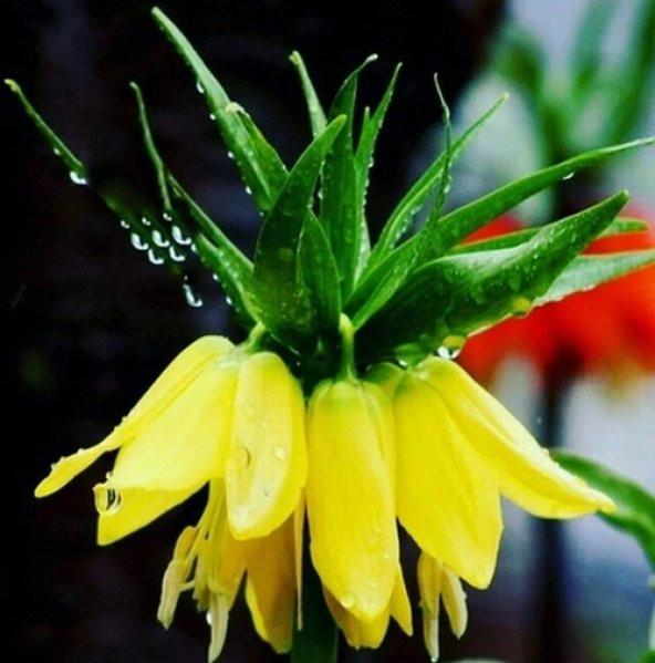 DAY 50 Adet Sarı Ters Lale Çiçeği Tohumu + 10 Adet Hediye Gül Çiçek Tohumu ürün görseli