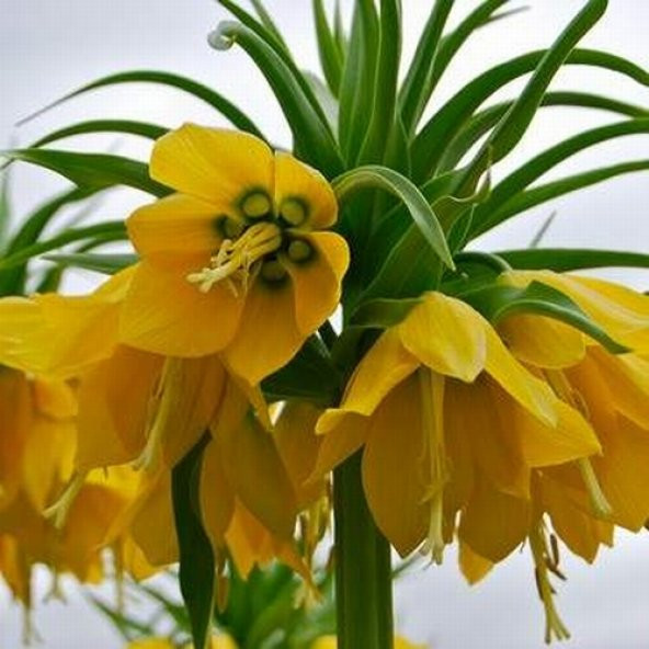 DAY 10 Adet Sarı Ters Lale Çiçeği Tohumu + 10 Adet Hediye Gül Çiçek Tohumu ürün görseli 1