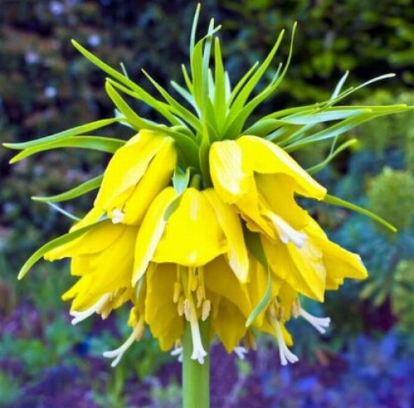 DAY 10 Adet Sarı Ters Lale Çiçeği Tohumu + 10 Adet Hediye Gül Çiçek Tohumu ürün görseli