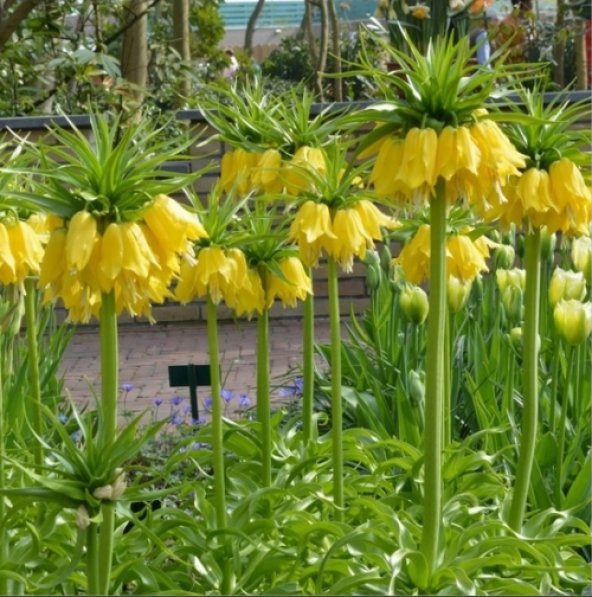 DAY 100 Adet Sarı Ters Lale Çiçeği Tohumu + 10 Adet Hediye Gül Çiçek Tohumu ürün görseli