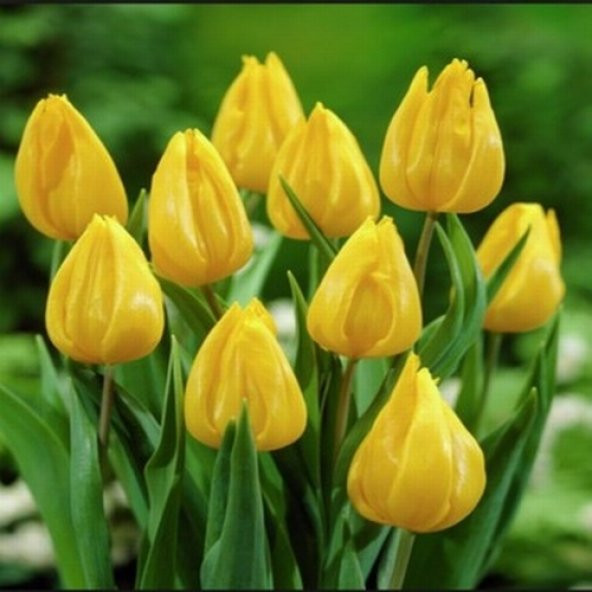 DAY 100 Adet Sarı Renk Lale Çiçeği Tohumu + 10 Adet Hediye Hollanda Gülü Çiçek Tohumu ürün görseli 1