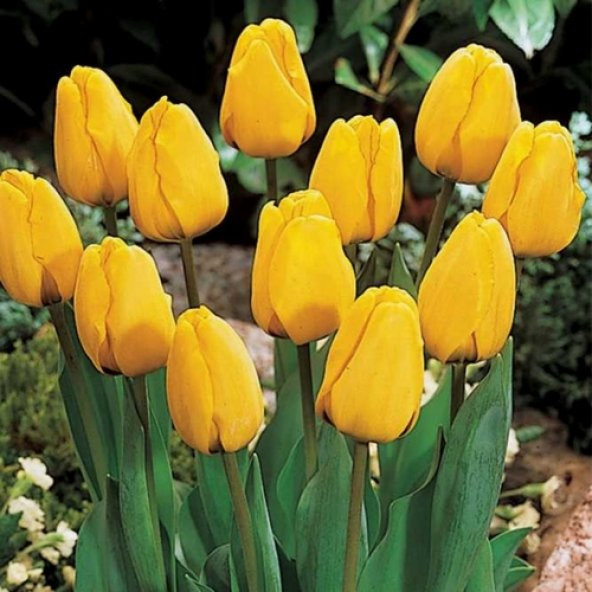 DAY 50 Adet Sarı Renk Lale Çiçeği Tohumu + 10 Adet Hediye Hollanda Gülü Çiçek Tohumu ürün görseli