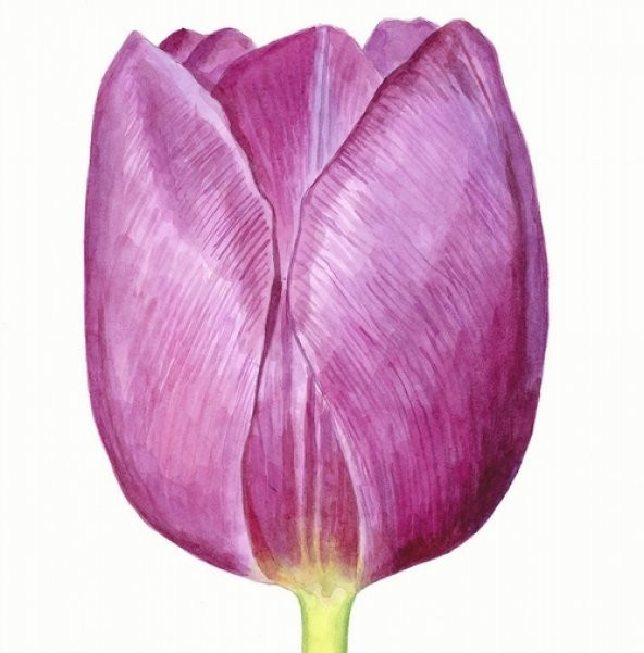 DAY 25 Adet Mor Renk Lale Çiçeği Tohumu + 10 Adet Hediye Hollanda Gülü Çiçek Tohumu ürün görseli 1