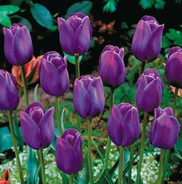 DAY 10 Adet Mor Renk Lale Çiçeği Tohumu + 10 Adet Hediye Hollanda Gülü Çiçek Tohumu ürün görseli