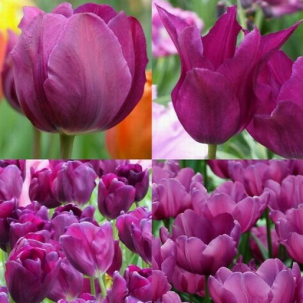 DAY 10 Adet Mor Renk Lale Çiçeği Tohumu + 10 Adet Hediye Hollanda Gülü Çiçek Tohumu ürün görseli 1