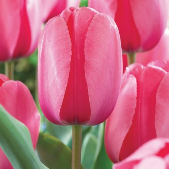 DAY 50 Adet Pembe Renk Lale Çiçeği Tohumu + 10 Adet Hediye Hollanda Gülü Çiçek Tohumu