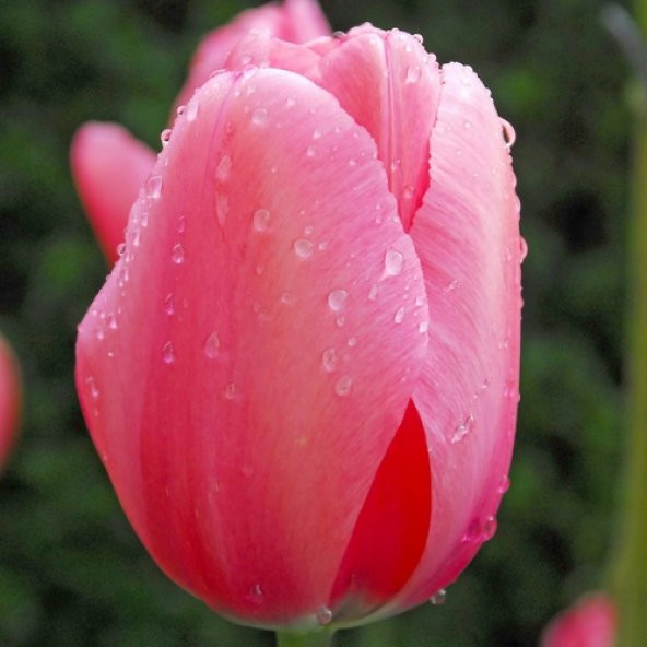 DAY 100 Adet Pembe Renk Lale Çiçeği Tohumu + 10 Adet Hediye Hollanda Gülü Çiçek Tohumu