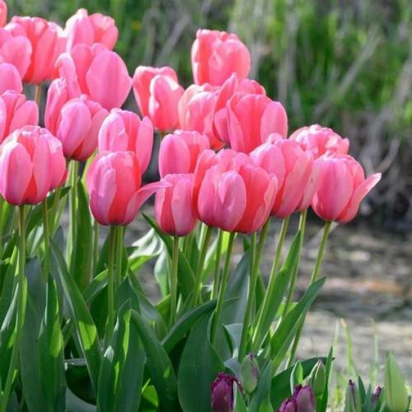 DAY 100 Adet Pembe Renk Lale Çiçeği Tohumu + 10 Adet Hediye Hollanda Gülü Çiçek Tohumu
