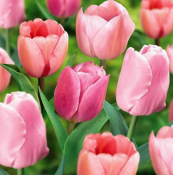 DAY 100 Adet Pembe Renk Lale Çiçeği Tohumu + 10 Adet Hediye Hollanda Gülü Çiçek Tohumu