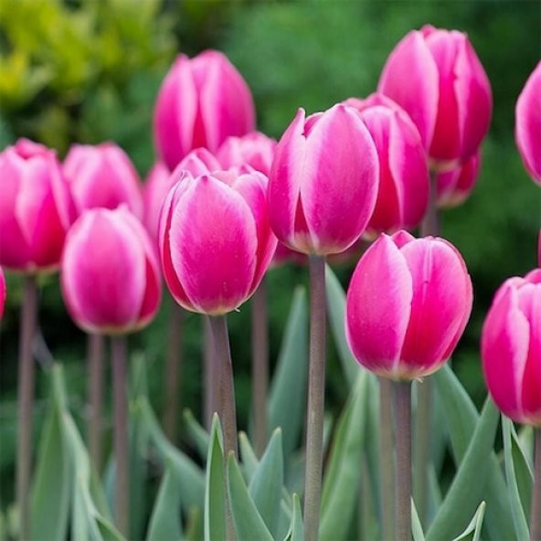 DAY 100 Adet Pembe Renk Lale Çiçeği Tohumu + 10 Adet Hediye Hollanda Gülü Çiçek Tohumu ürün görseli