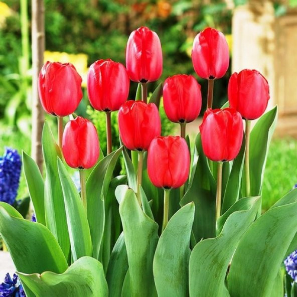 DAY 50 Adet Kırmızı Renk Lale Çiçeği Tohumu + 10 Adet Hediye Hollanda Gülü Çiçek Tohumu
