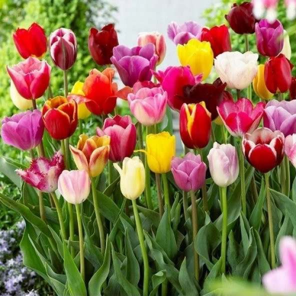 50 Adet 10 FARKLI Mix Tulip Seed Lale Tohumu + 10 Adet Hediye K.Renk Papatya Çiçek Tohumu