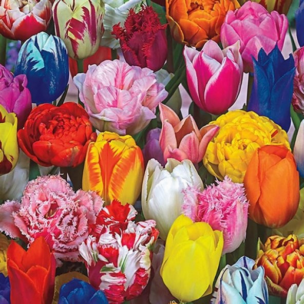 100 Adet 10 FARKLI Mix Tulip Seed Lale Tohumu + 10 Adet Hediye K.Renk Zambak Çiçek Tohumu ürün görseli