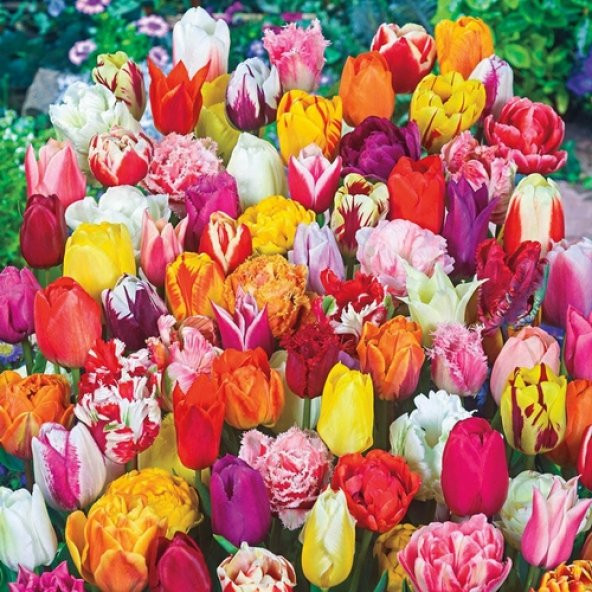 100 Adet 10 FARKLI Mix Tulip Seed Lale Tohumu + 10 Adet Hediye K.Renk Orkide Çiçek Tohumu - 1