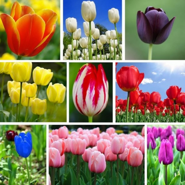 10 Adet 10 FARKLI RENK Mix Tulip Seed Lale Tohumu + 10 Adet Hediye K.Renk Küpe Çiçek Tohumu