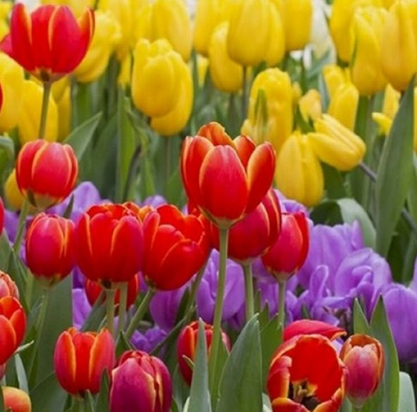 10 Adet 10 FARKLI RENK Mix Tulip Seed Lale Tohumu + 10 Adet Hediye K.Renk Küpe Çiçek Tohumu