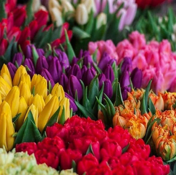 100 Adet 10 FARKLI Mix Tulip Seed Lale Tohumu + 10 Adet Hediye K.Renk Küpe Çiçek Tohumu