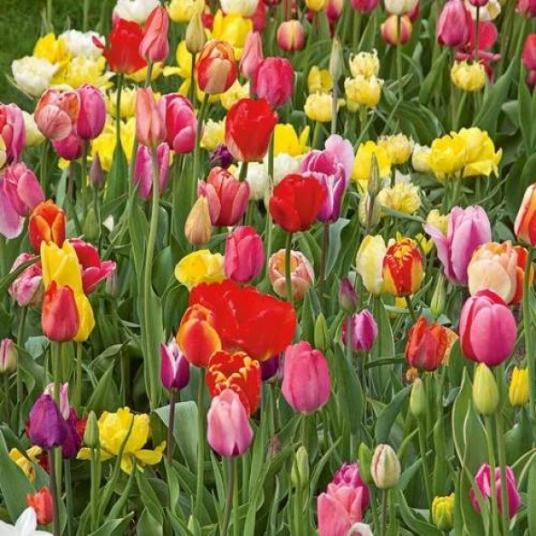 100 Adet 10 FARKLI Mix Tulip Seed Lale Tohumu + 10 Adet Hediye K.Renk Küpe Çiçek Tohumu
