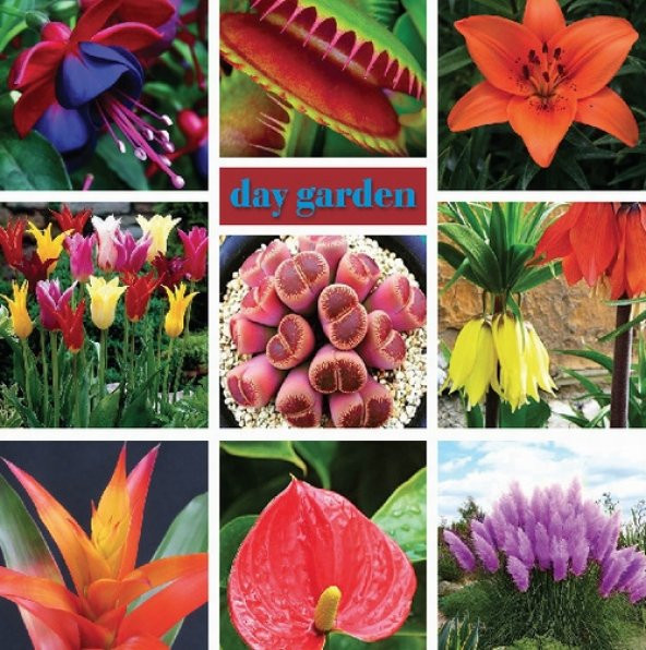 10 Adet 10 FARKLI RENK Mix Tulip Seed Lale Tohumu + 10 Adet Hediye K.Renk Küpe Çiçek Tohumu - 2