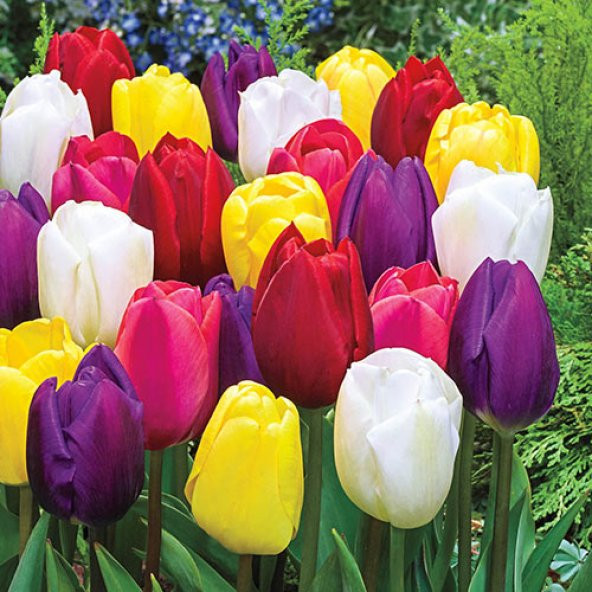 50 Adet 10 FARKLI Mix Tulip Seed Lale Tohumu + 10 Adet Hediye K.Renk Küpe Çiçek Tohumu