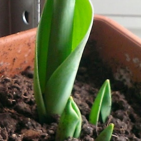 100 Adet 10 FARKLI Mix Tulip Seed Lale Tohumu + 10 Adet Hediye K.Renk Antoryum Çiçek Tohumu - 3