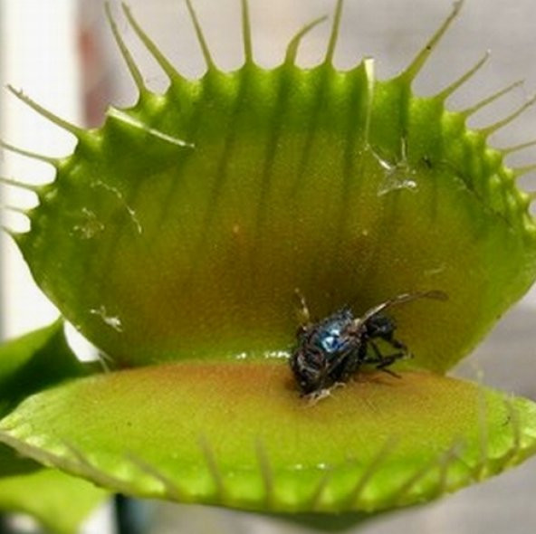 DAY 50 Adet Karışık Venüs Fly Trap Sinek Kapan Bitkisi Tohumu (Et Obur Bitkisi Tohumu)