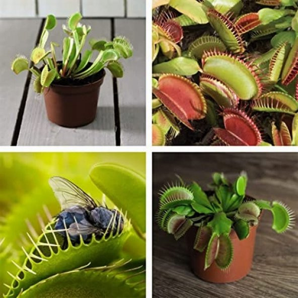 DAY 25 Adet Karışık Venüs Fly Trap Sinek Kapan Bitkisi Tohumu + 10 ADET Hediye Gül Tohumu