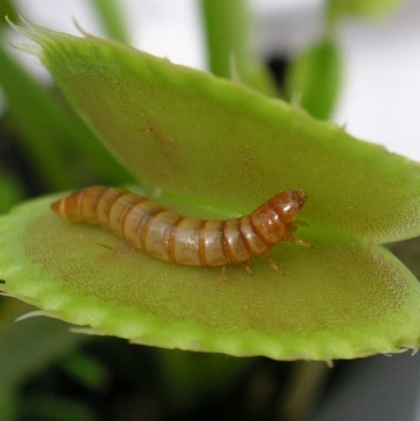 DAY 100 Adet Karışık Venüs Fly Trap Sinek Kapan Bitkisi Tohumu + 10 ADET Hediye Gül Tohumu