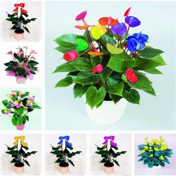 25 ADET K.ANTORYUM ÇİÇEK Tohumu + 10 ADET HEDİYE K.GÜL TOHUMU - Resim 3