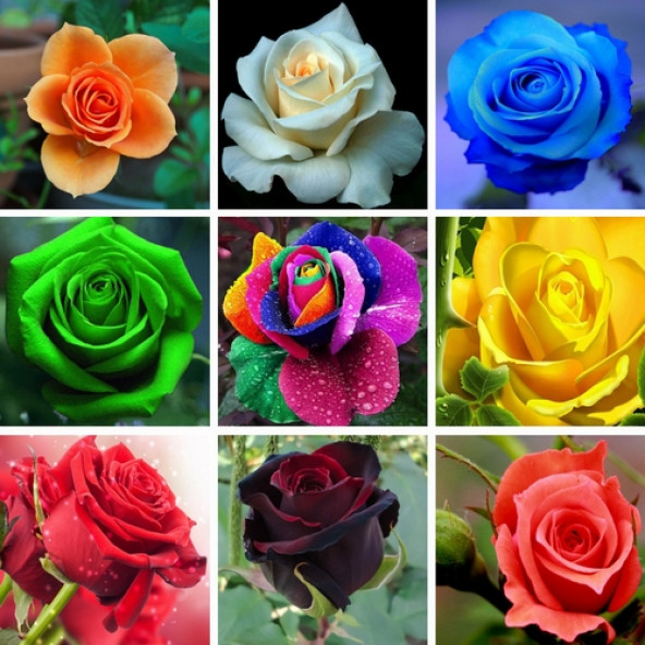 25 ADET K.ANTORYUM ÇİÇEK Tohumu + 10 ADET HEDİYE K.GÜL TOHUMU - Resim 7