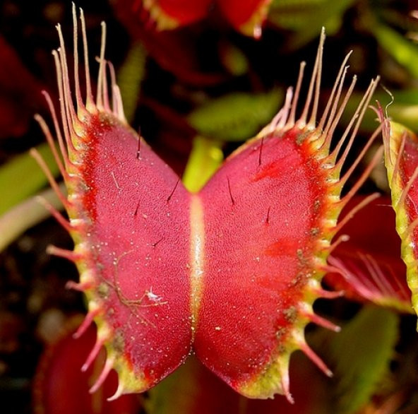 DAY 25 Adet Venüs Fly Trap Sinek Kapan Bitkisi Tohumu + 10 ADET Hediye Orkide Çiçek Tohumu