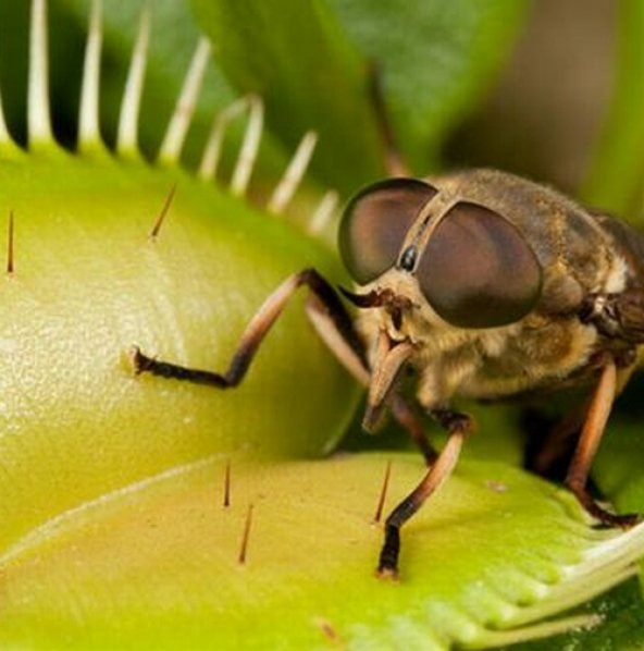 DAY 100 Adet Venüs Fly Trap Sinek Kapan Bitkisi Tohumu + 10 ADET Hediye Orkide Çiçek Tohumu