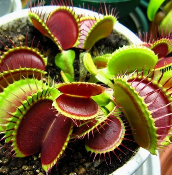 DAY 50 Adet Venüs Fly Trap Sinek Kapan Bitkisi Tohumu + 10 ADET Hediye Orkide Çiçek Tohumu