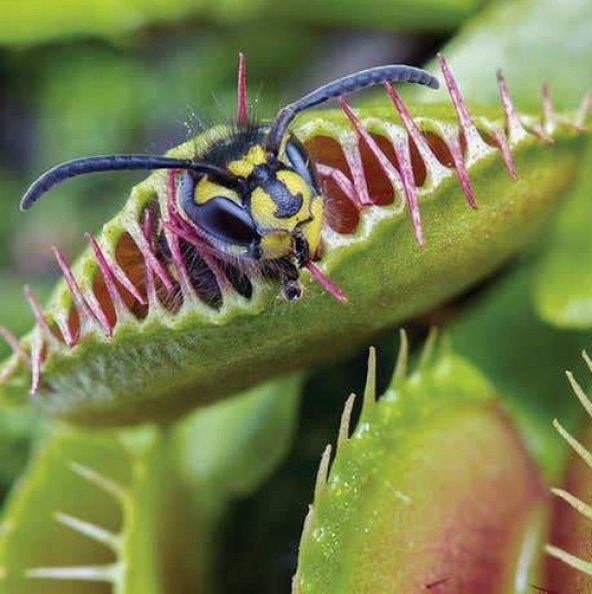 DAY 100 Adet Venüs Fly Trap Sinek Kapan Bitkisi Tohumu + 10 ADET Hediye LALE Çiçek Tohumu ürün görseli 1