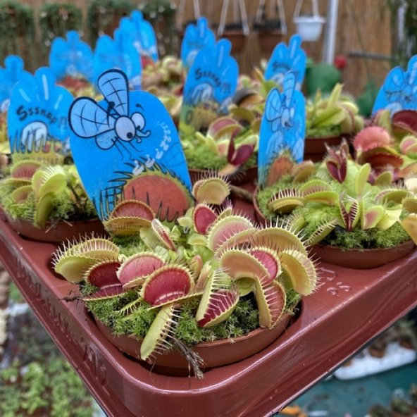 DAY 50 Adet Venüs Fly Trap Sinek Kapan Bitkisi Tohumu + 10 ADET Hediye LALE Çiçek Tohumu