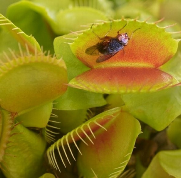DAY 50 Adet Venüs Fly Trap Sinek Kapan Bitkisi Tohumu + 10 ADET Hediye LALE Çiçek Tohumu ürün görseli